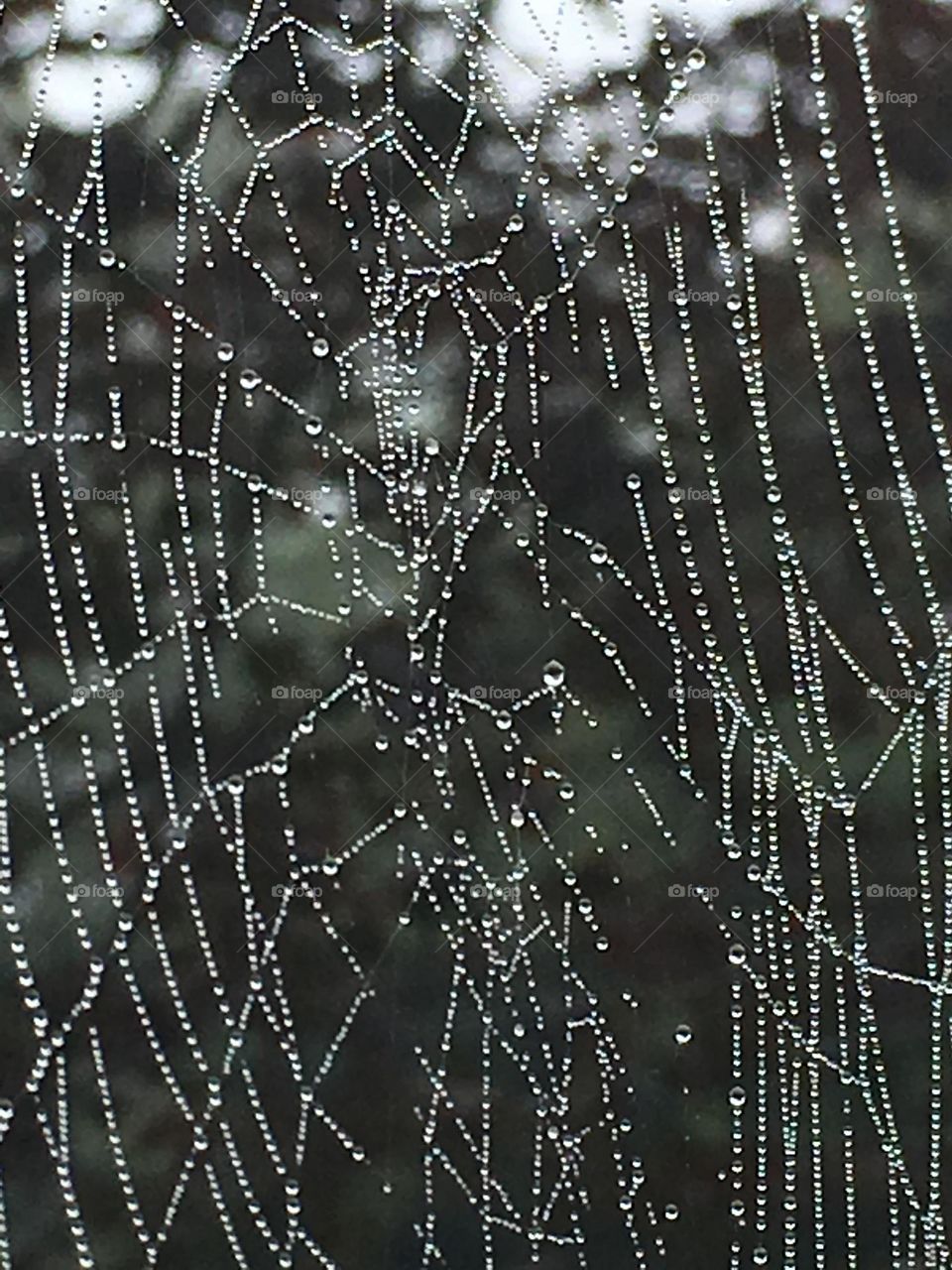 Web