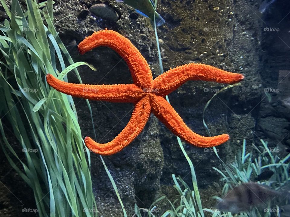 Estrella de mar 🌊