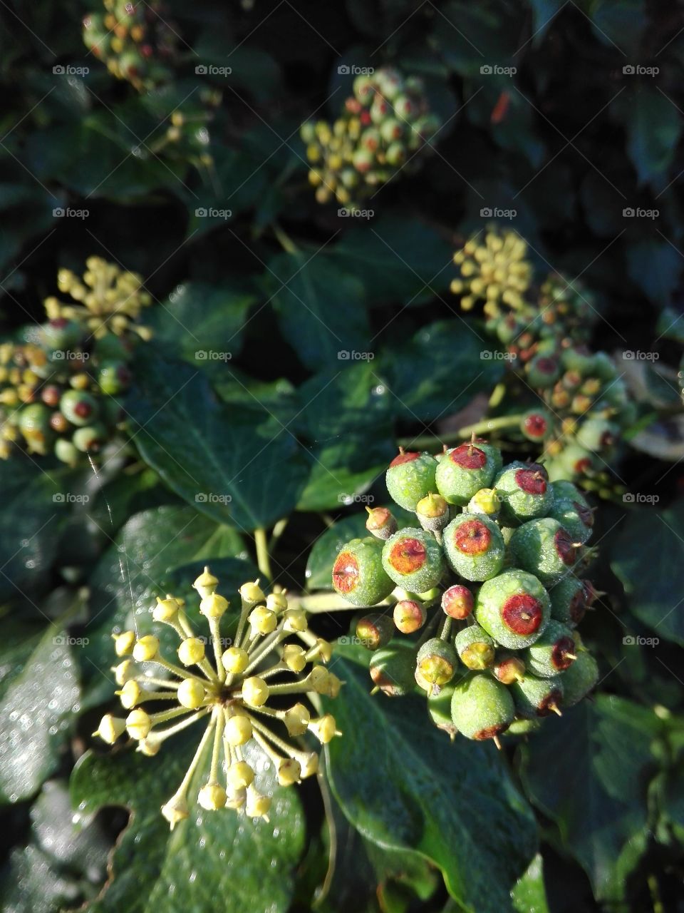 Autumn ivy