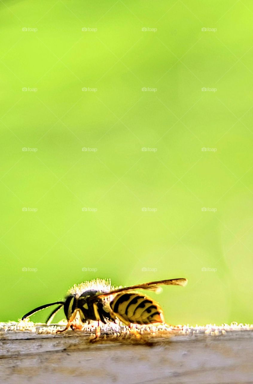 sunbathing wasp with antennas macro picture with green background