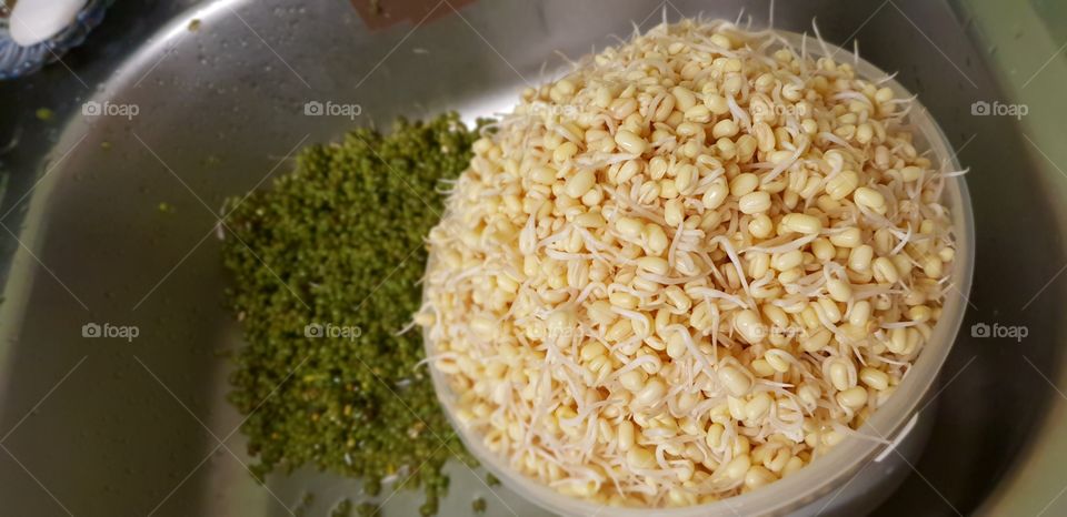 homemade bean sprouts