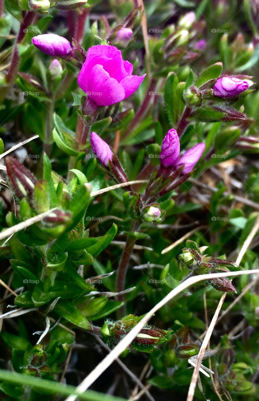 Close Up Buds