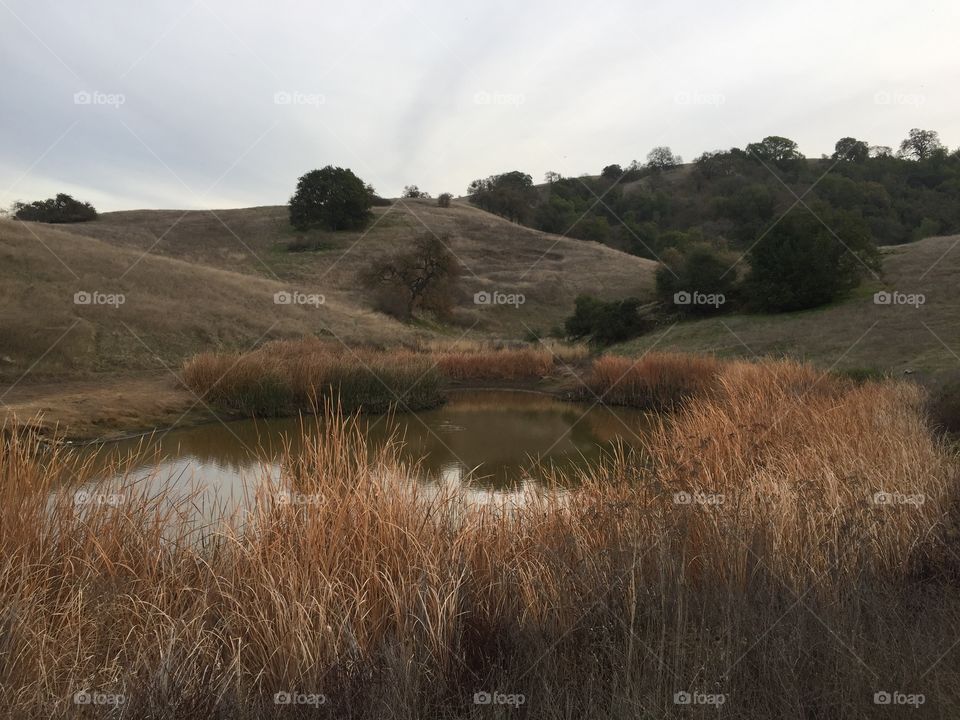 peaceful pond