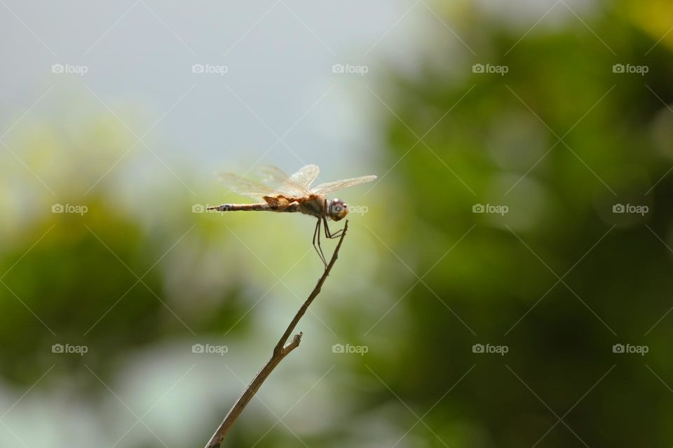 Dragonfly in spring time