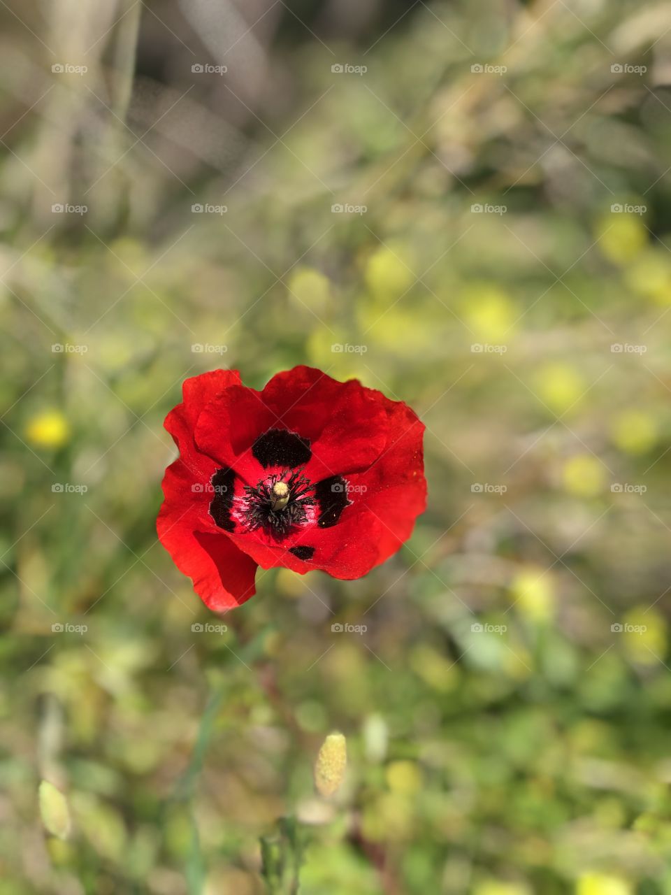 Wildflowers of Spring