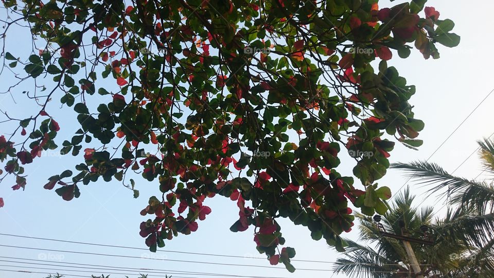 Branch, Fruit, Nature, Tree, Leaf
