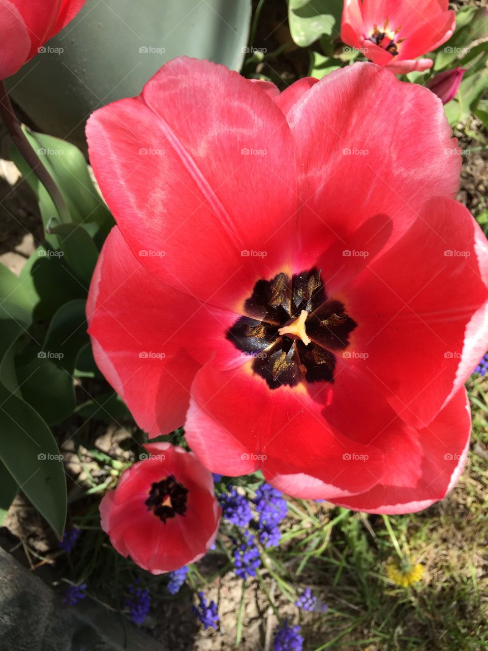 Pink Tulips and Lavender 