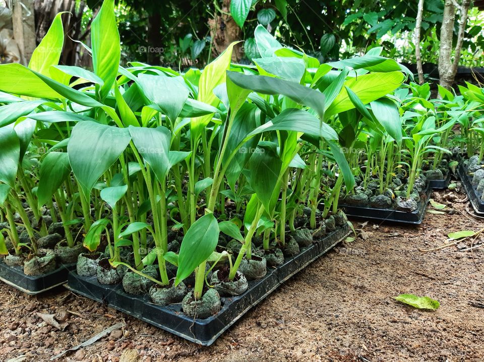 These are baby banana plants. After 12 months, 6 round of multiplication, Banana plants in the highly controlled environment at lab now ready to move into the normal environment.