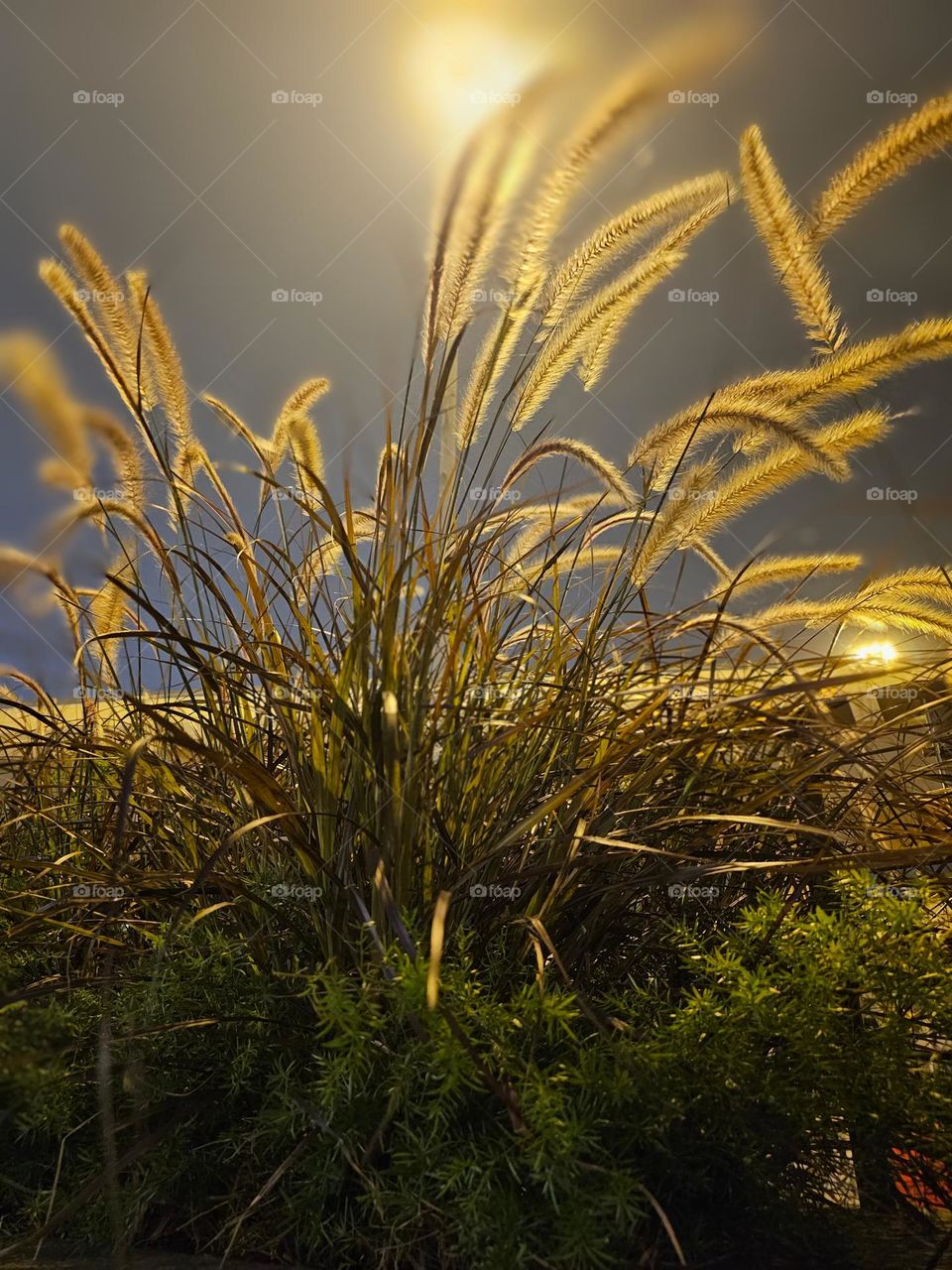 roadside plants at night under the light in Kowloon Hong Kong