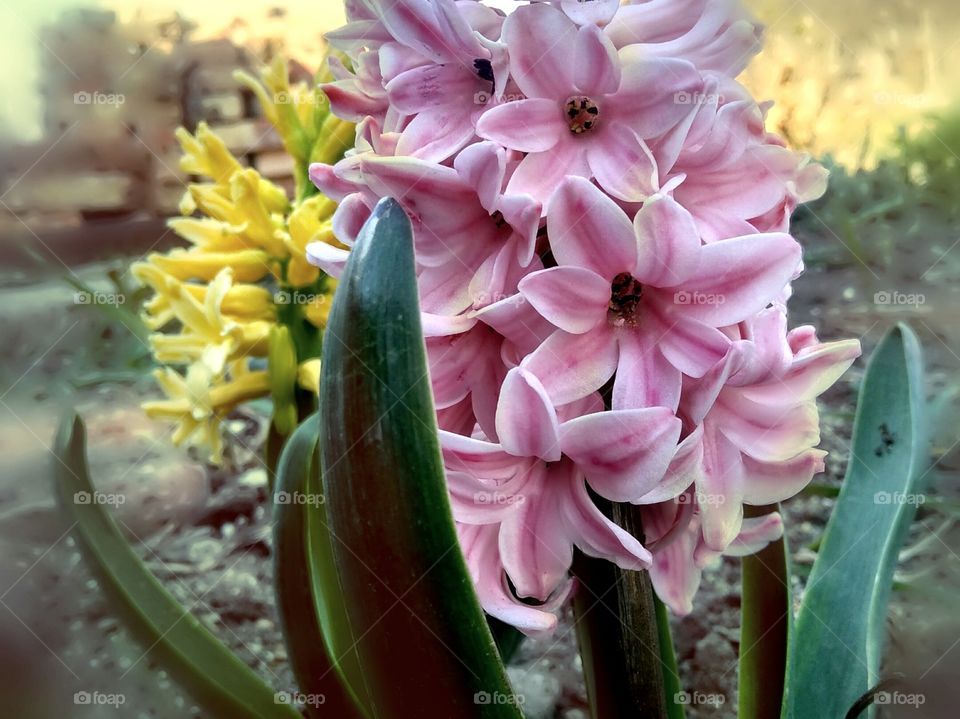 first signs of sрring by foaр missions, the first pink hyacinths bloom in early and spring.