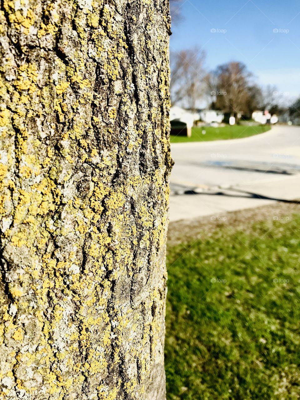 Closeup of brown and yellowish tree bark to left of photo and grassy area to the right. 
