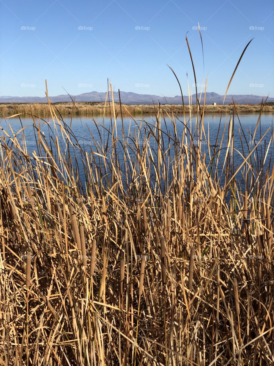 Cattails at Roper Lake