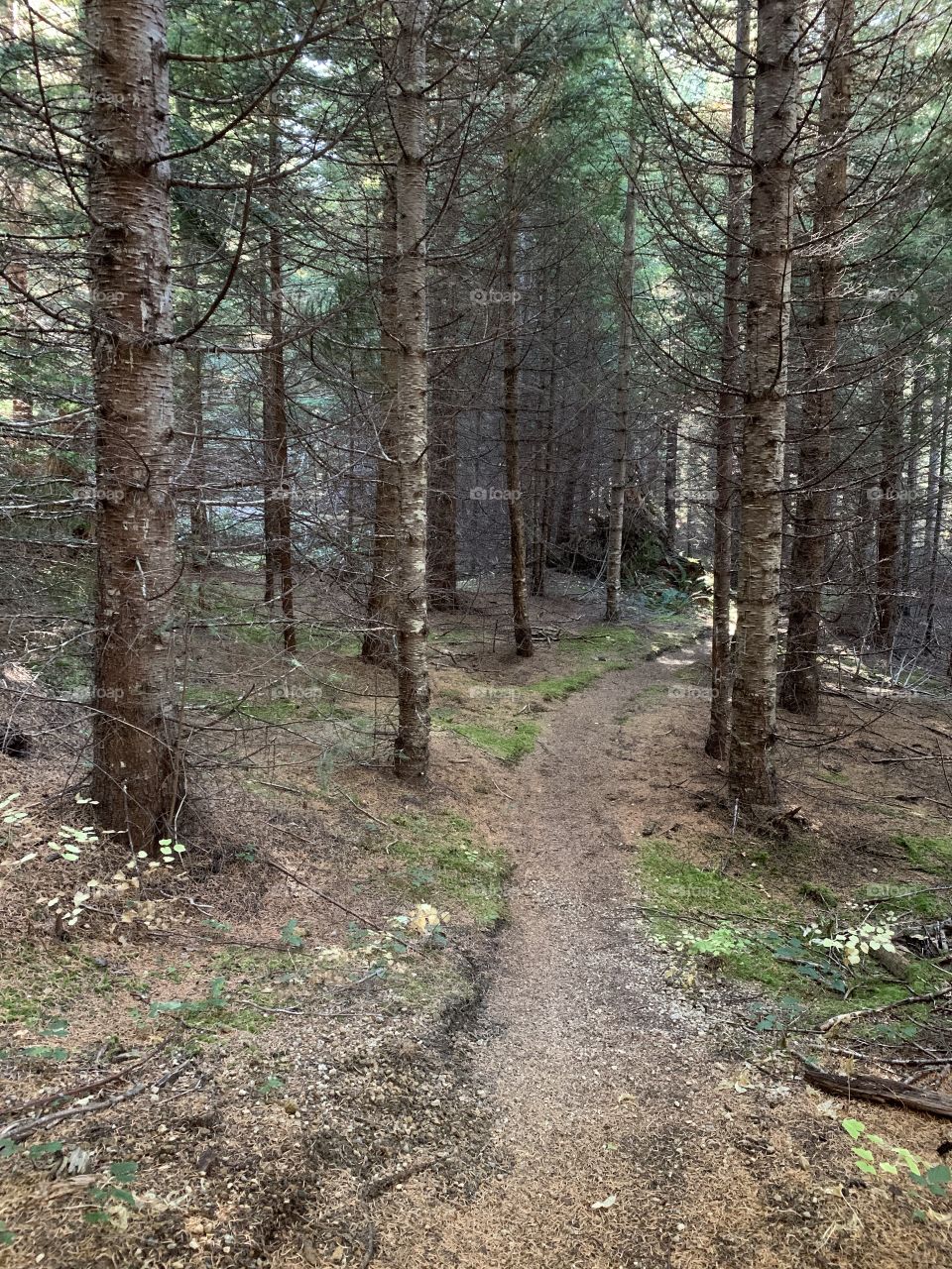 Tree trail
