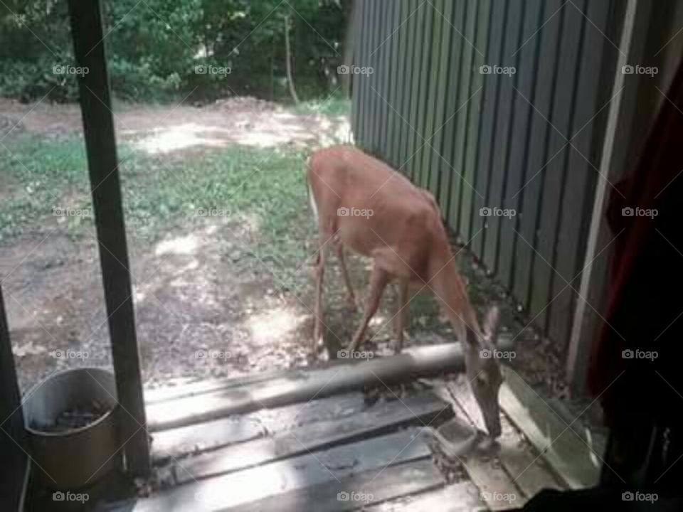 Deer Up Close