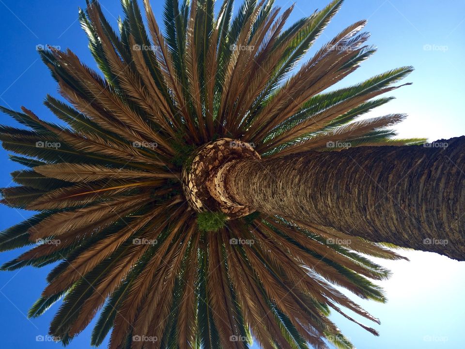 Looking up at Cali sky