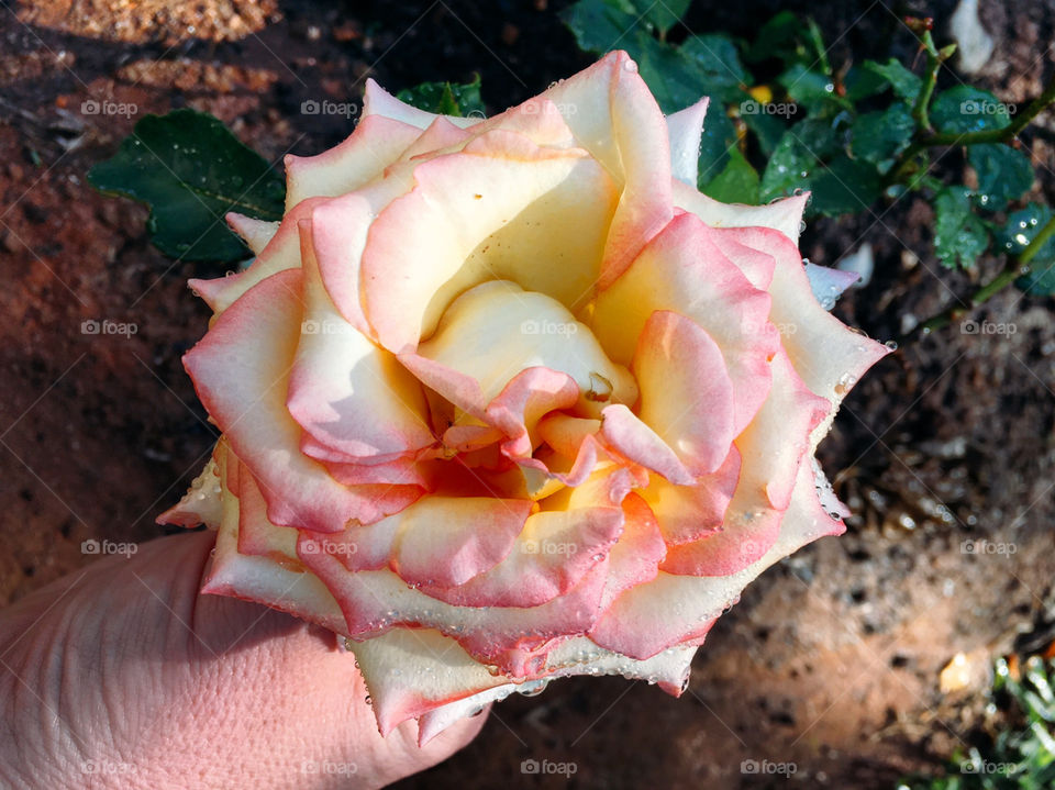 🌹 🇺🇸 Very beautiful flowers to brighten our day.  Live nature and its beauty. Did you like the delicate petals? / 🇧🇷 Flores muito bonitas para alegrar nosso dia. Viva a natureza e sua beleza. Gostaram das pétalas delicadas? 