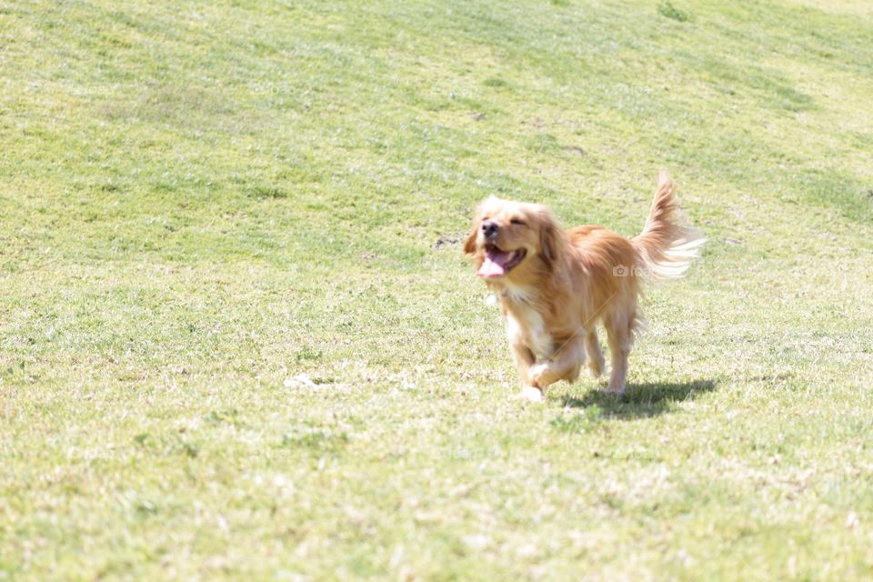 Happy dog running