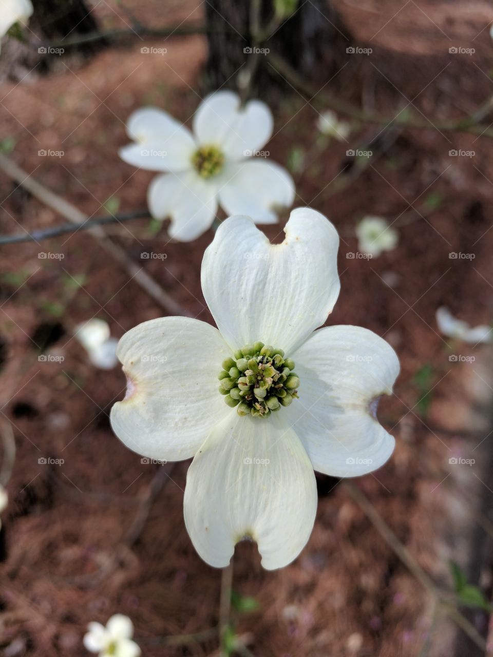 dogwood in bloom