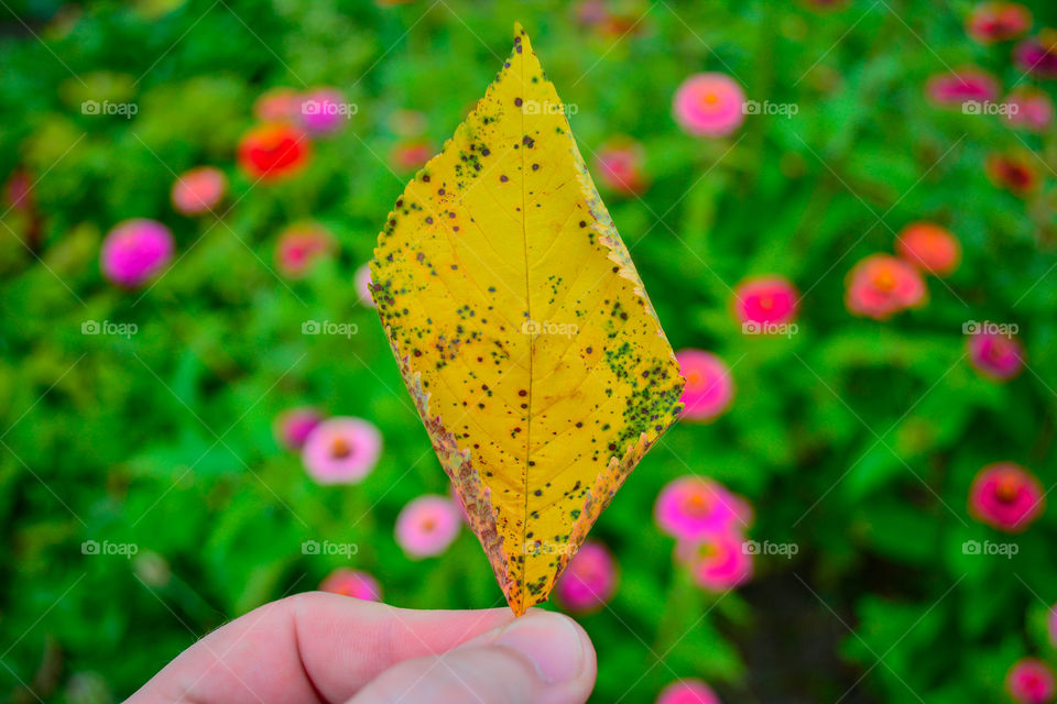Fall colors