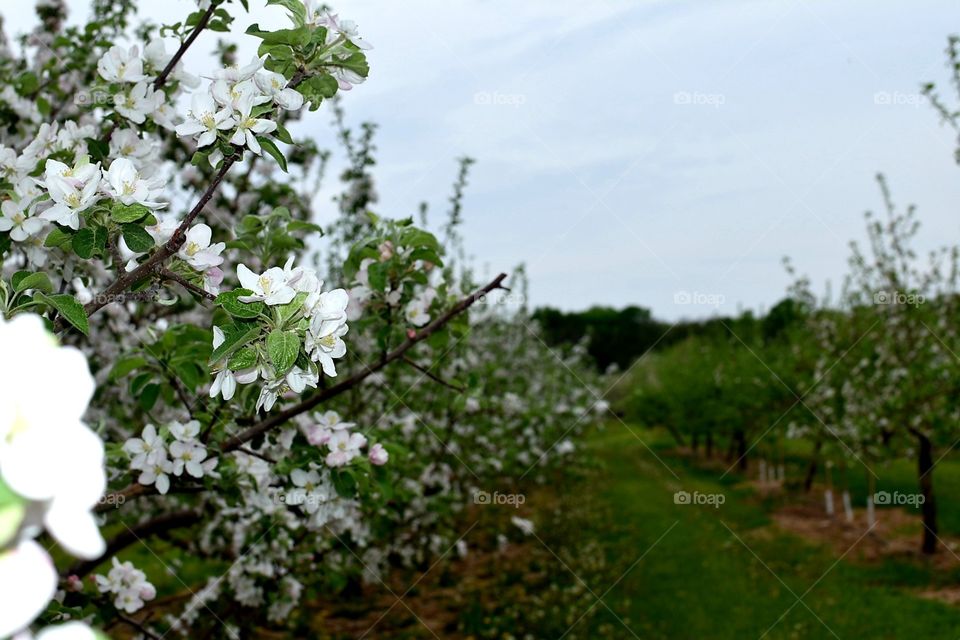 cherry blossoms