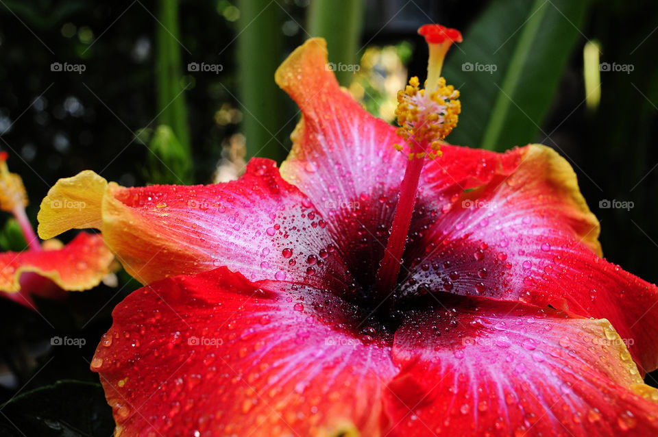 beach green flowers garden by 3rdandocean