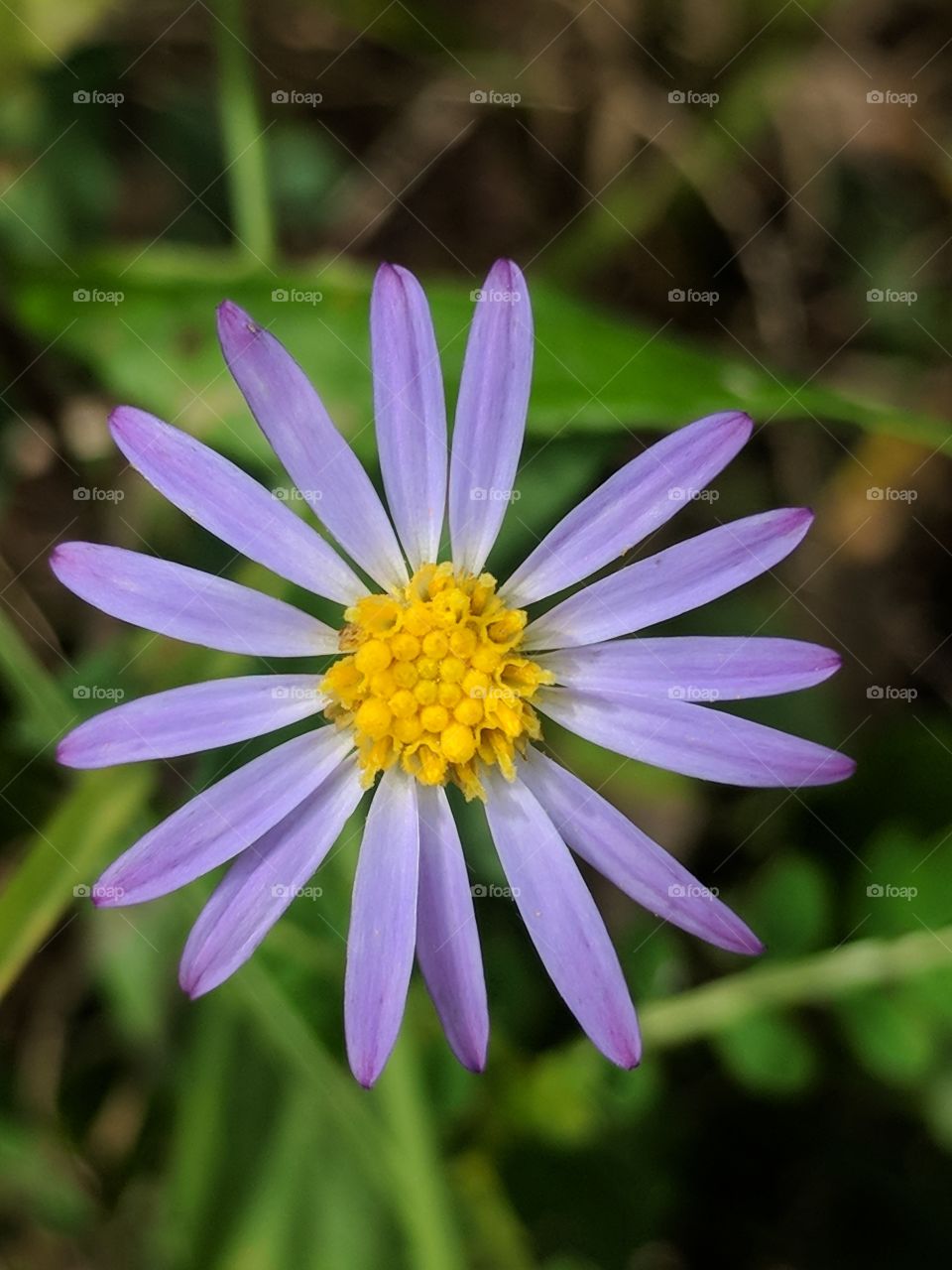 Purple Wild Daisy Flower