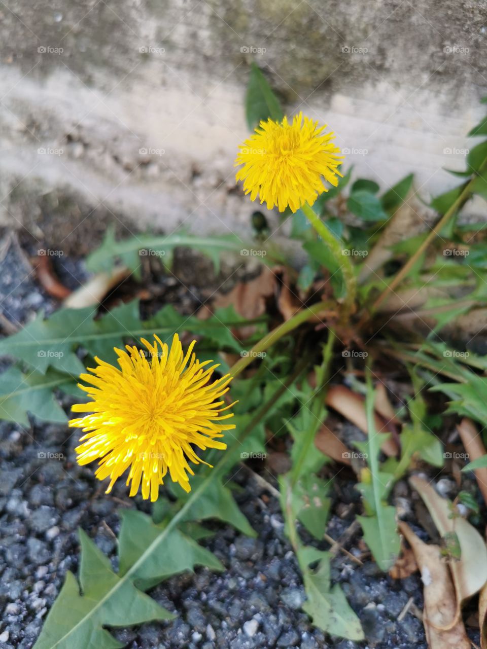 Dandelion