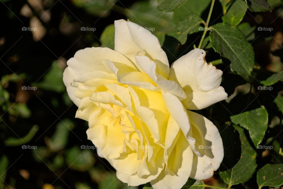 yellow rose in the garden