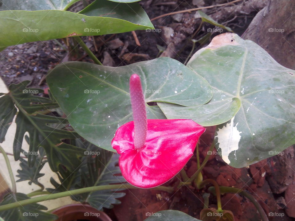 flower 2017/09/27 
017 
#আমার_চোখে #আমার_গ্রাম #nature #flower #eukaryota #plantae #angiosperms #eudicots