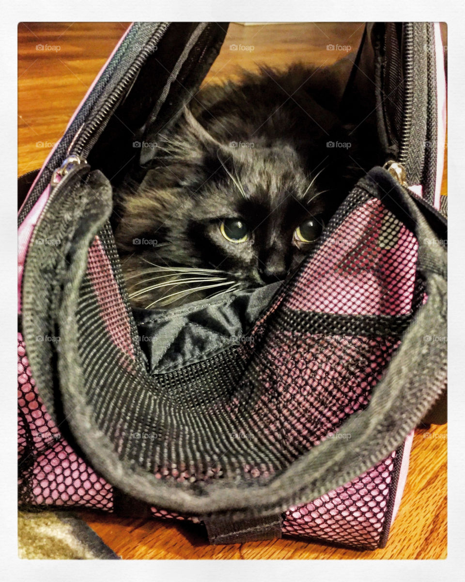 Playing in her kitty carrier