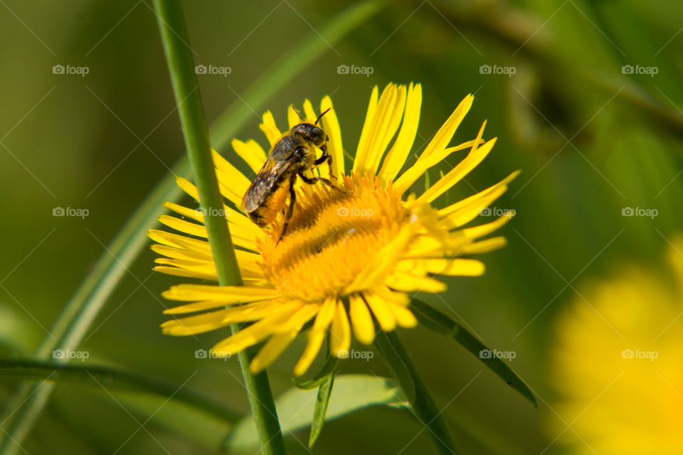 Insect, Nature, Bee, Pollen, Flower