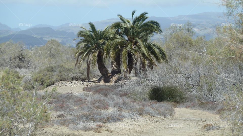 Palmen auf Gran Canaria