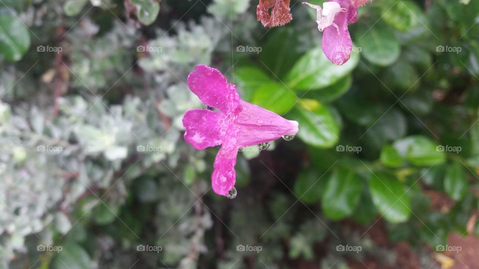 White spider's amazing work on flower which got still amazed by rainy drops