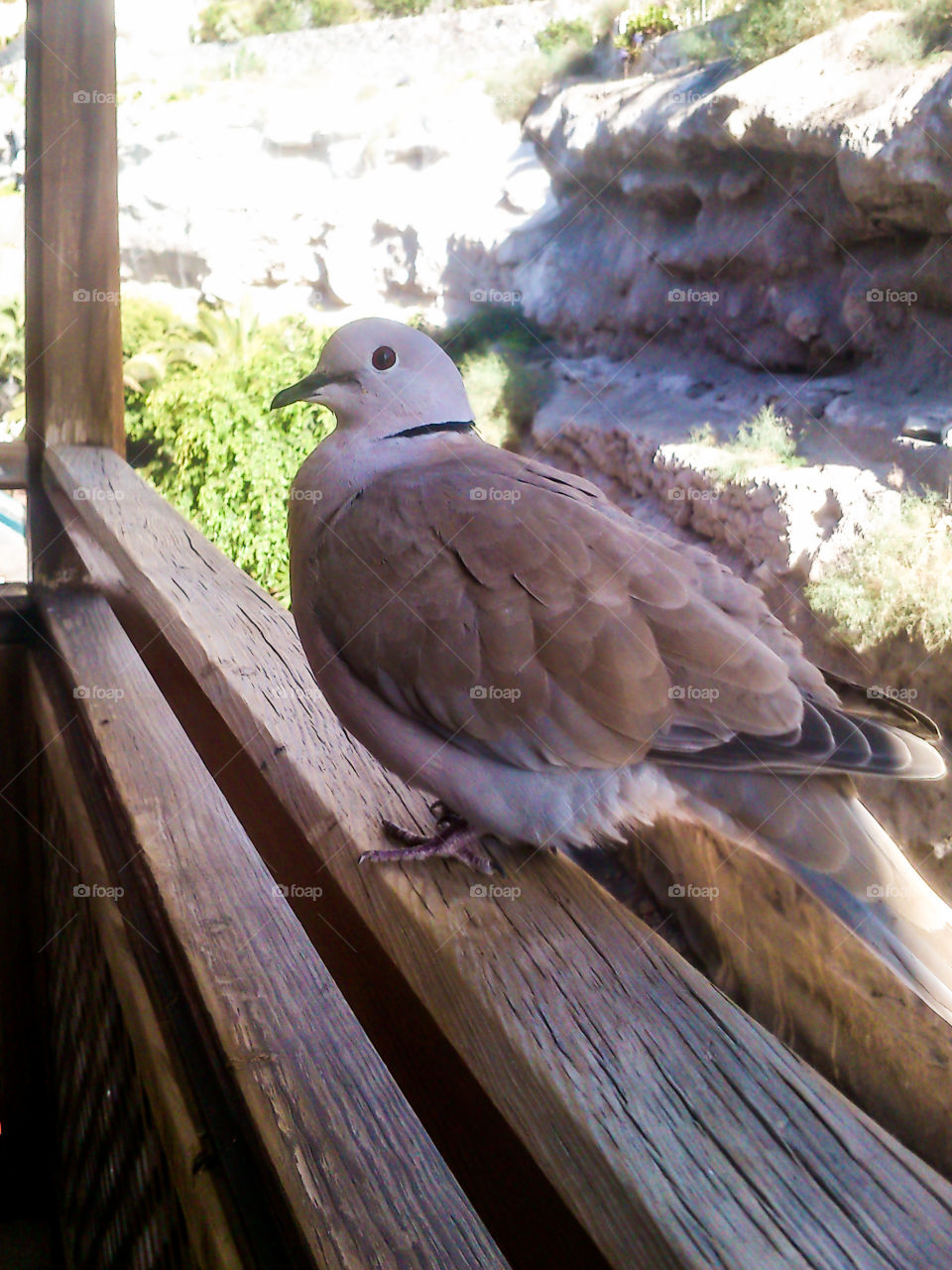 Pigeon on my balcony