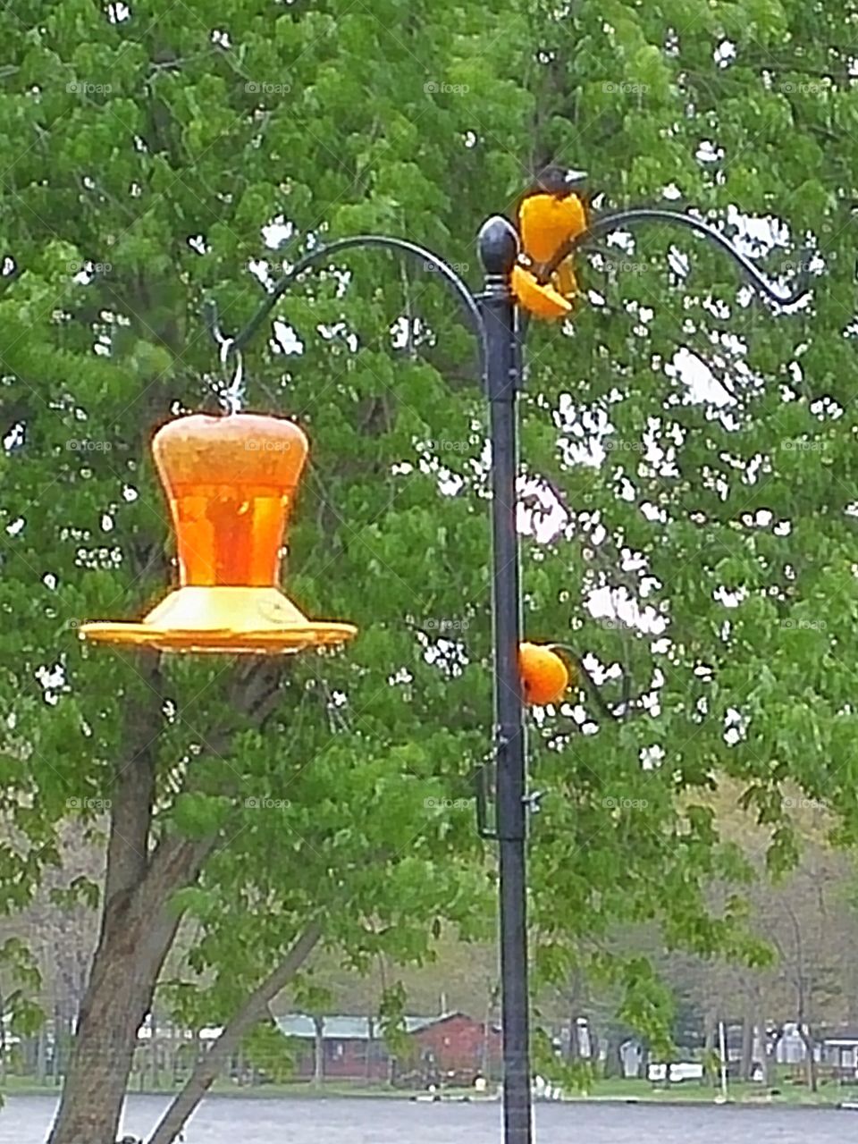 Oriole sings for his supper