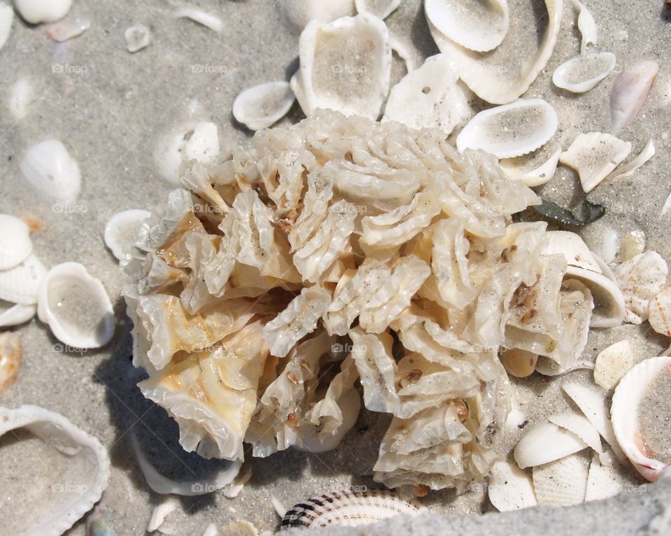 Shells On the Beach