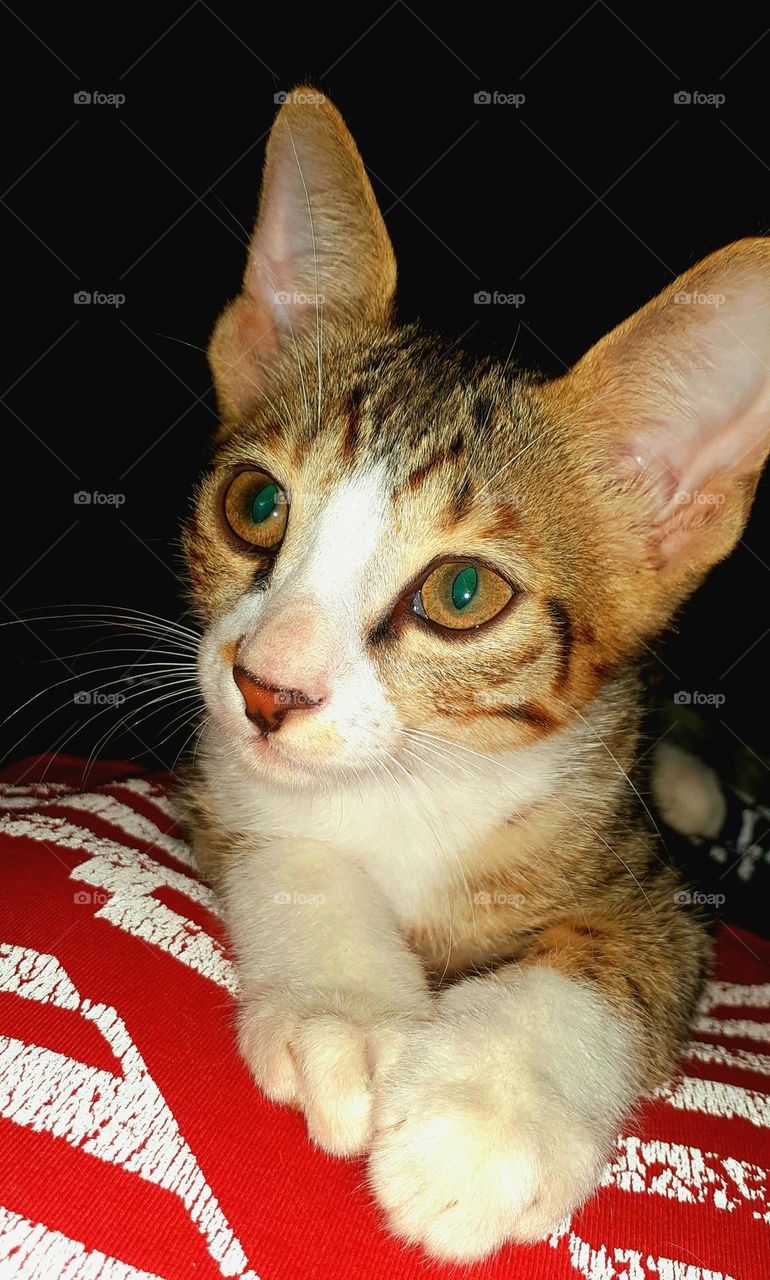 The Oriental Shorthair is a breed of domestic cat that is developed from and closely related to the Siamese cat.