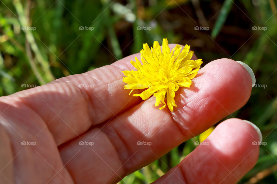 Little dandelion flower in a hand