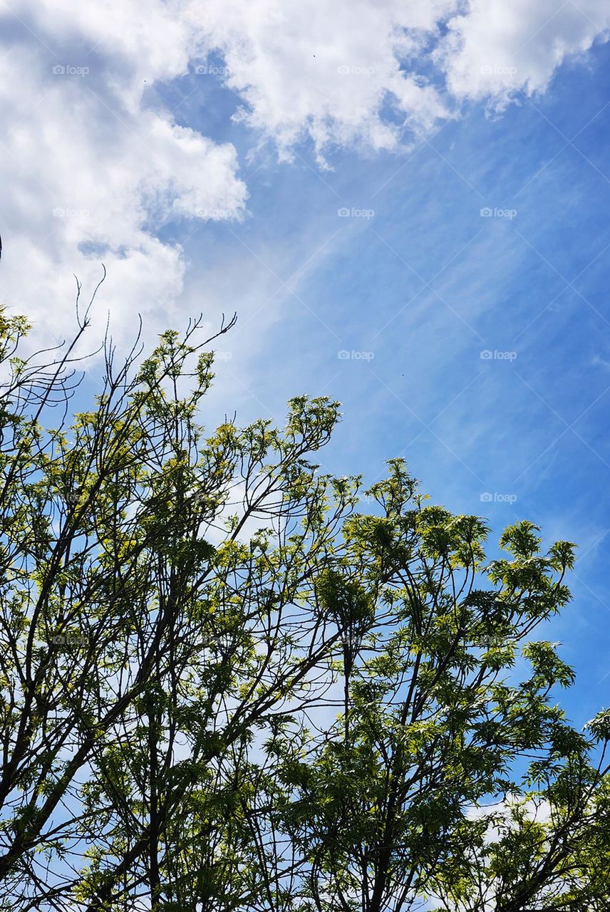 Tree branches reaching toward blue sky with a few clouds on a warm Spring day in Oregon