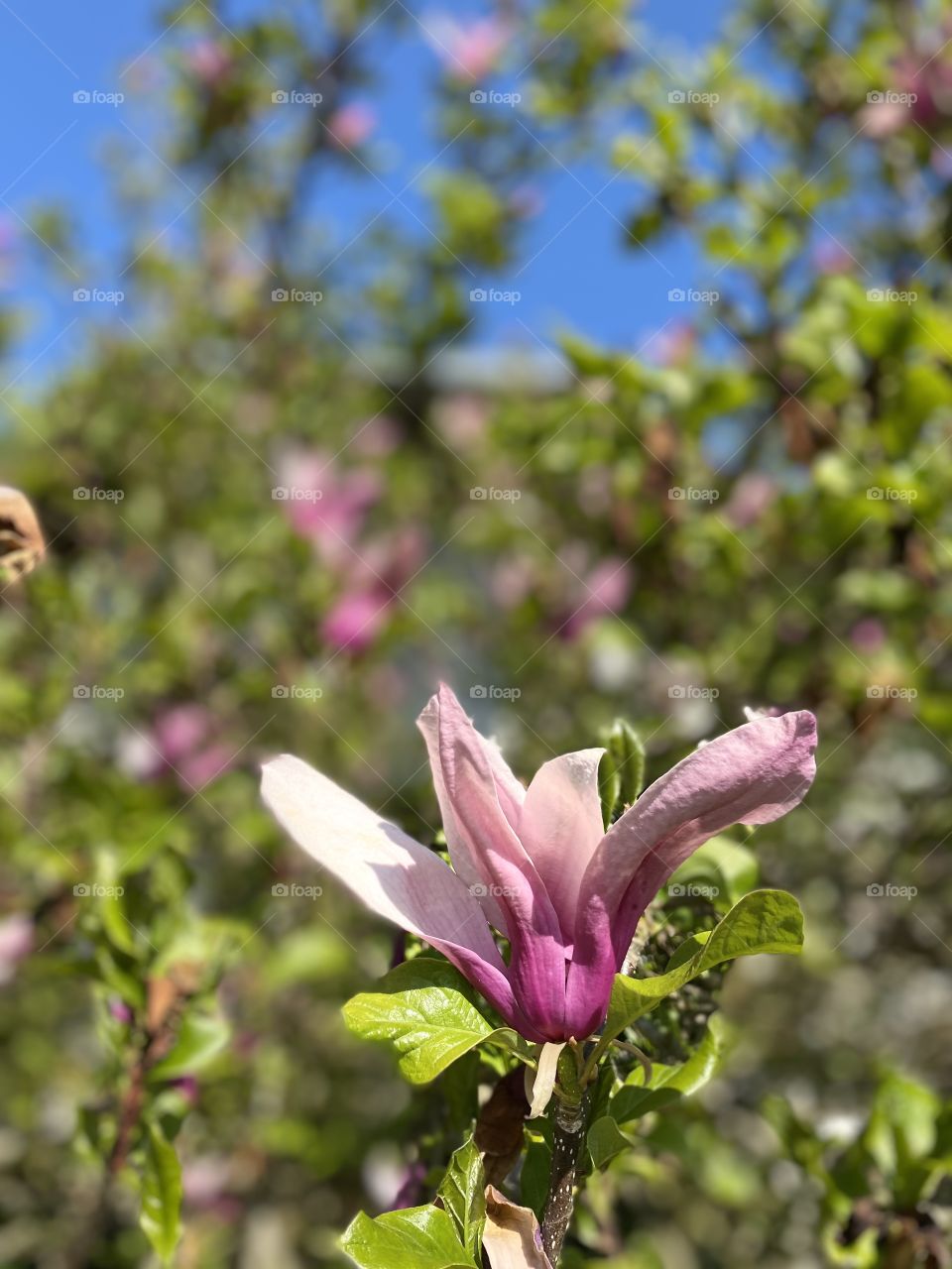 Fresh magnolia flowers in spring 