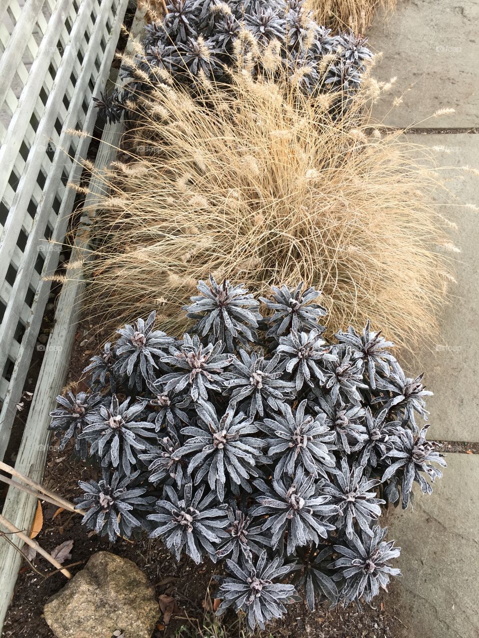 Frost covered plants