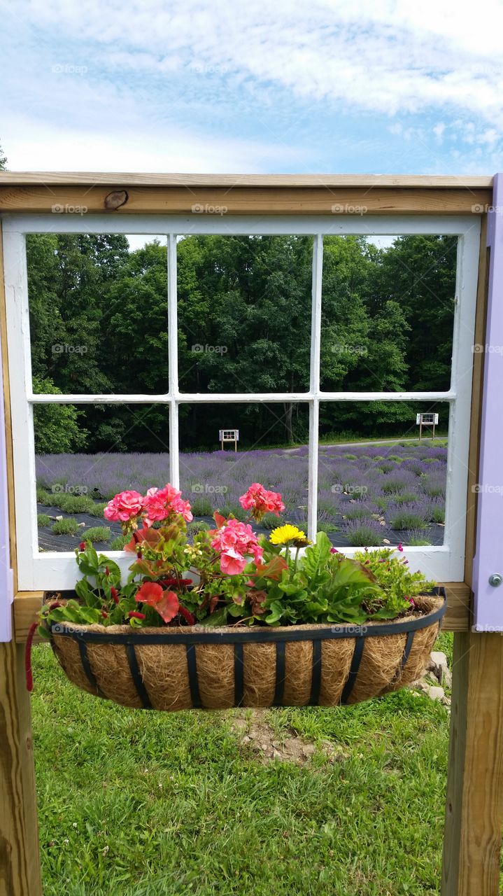 lavender window