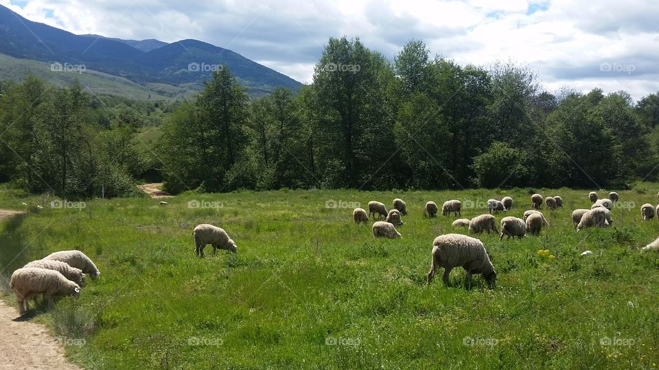 Sheep, Mammal, No Person, Grass, Landscape