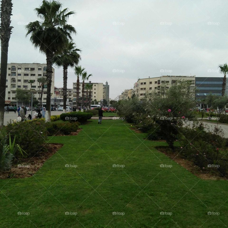 Beautiful plants at urban city in Morocco.