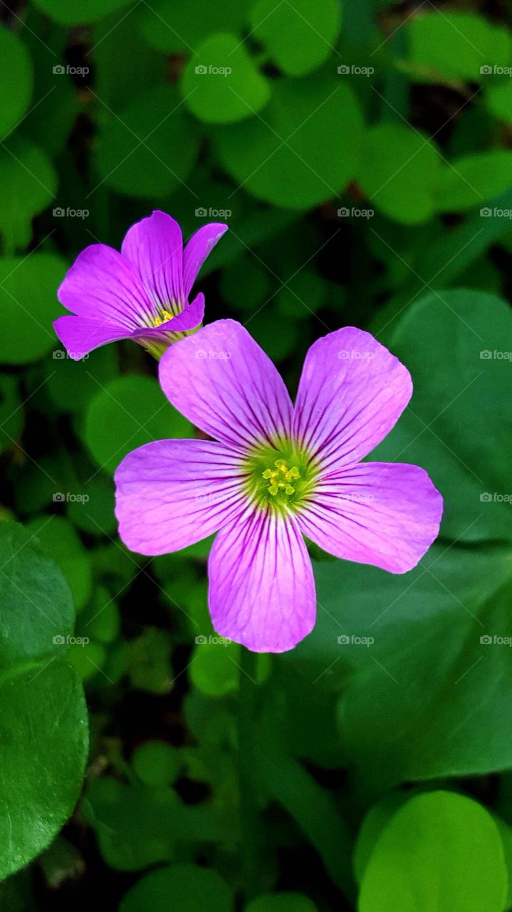 Trifolium sp. - Flower