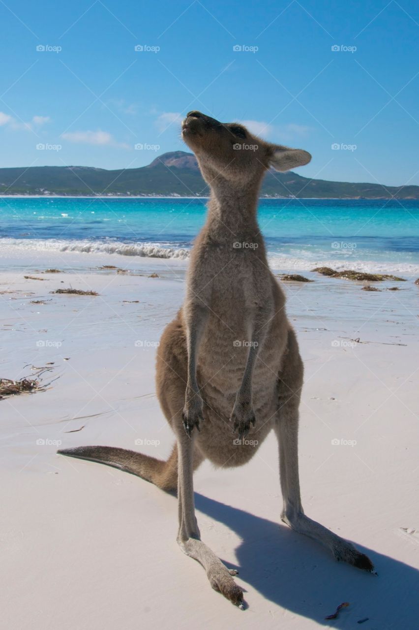 Kangaroo 
