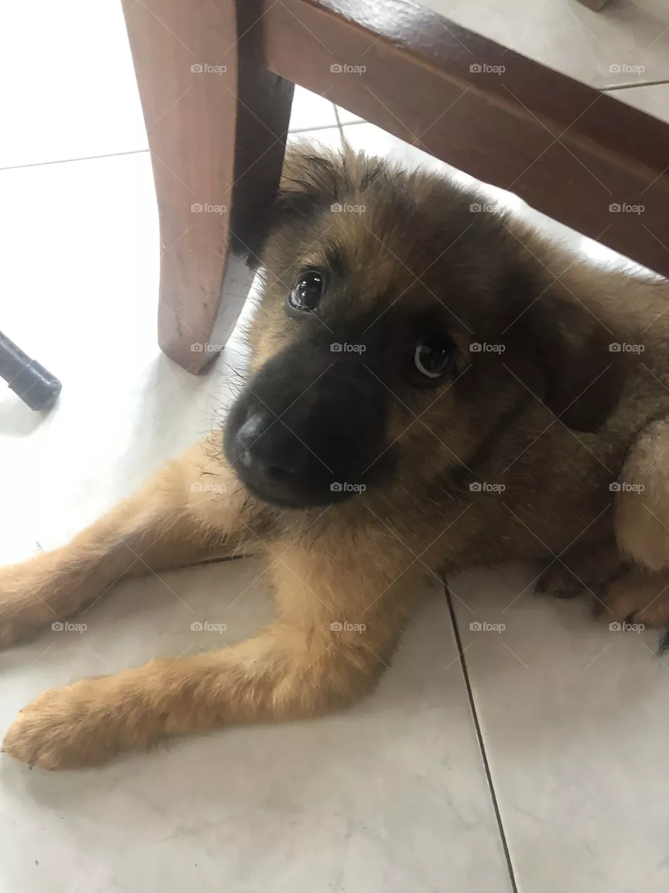 Puppy 