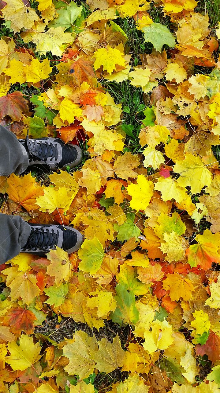 colorful autumn leaves fall down on the still green grass