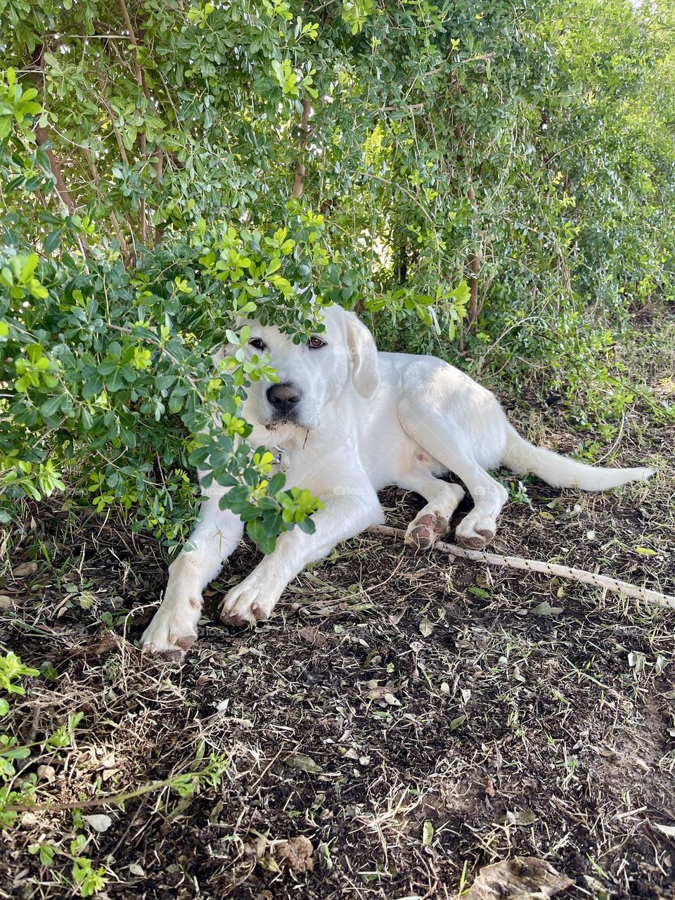 Hiding in the bushes 