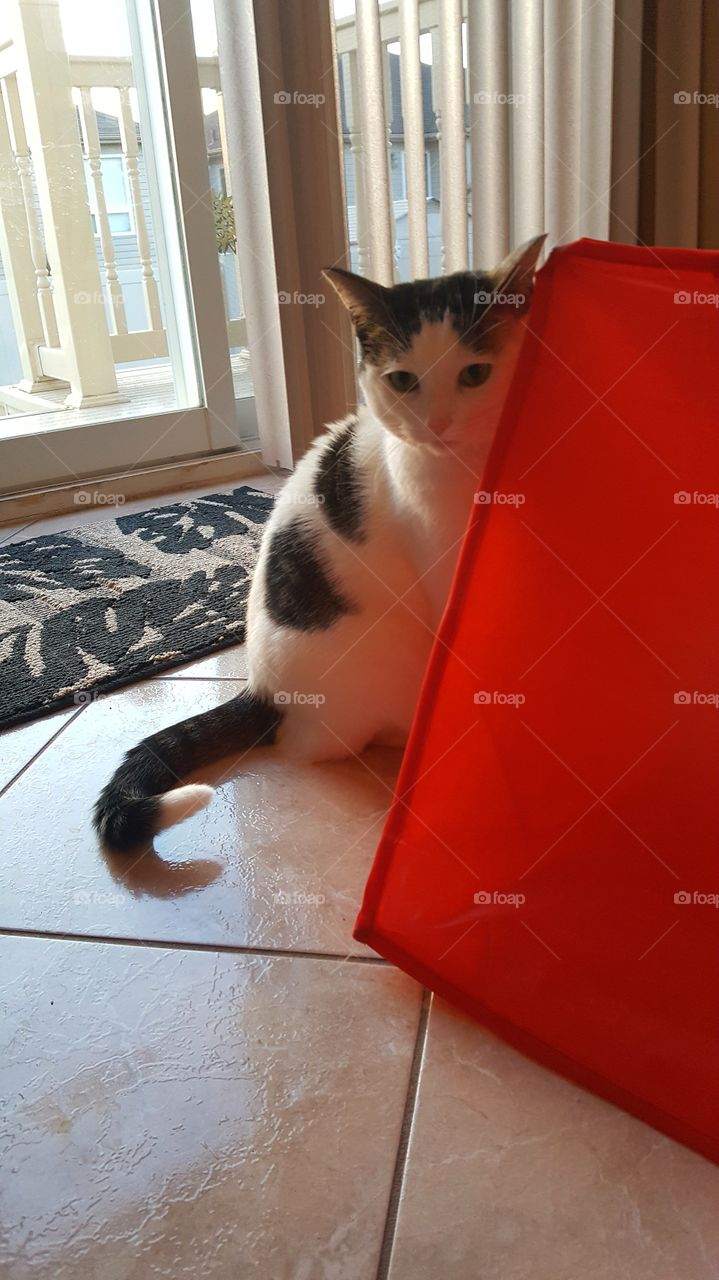 Kitty playing Peek-A-Boo